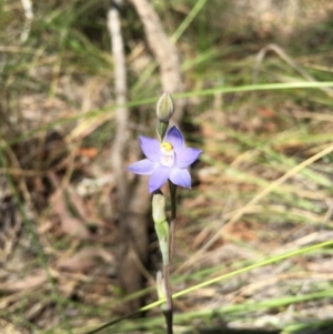 Thelymitra pauciflora at Acton, ACT - 29 Oct 2015