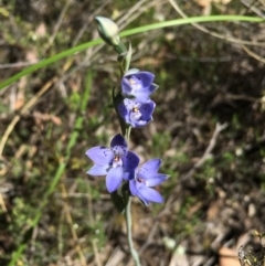 Thelymitra juncifolia (Dotted Sun Orchid) at Acton, ACT - 29 Oct 2015 by TobiasHayashi