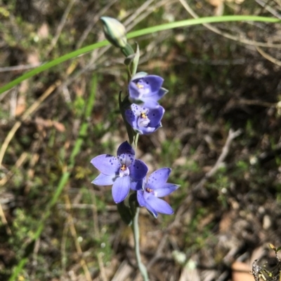 Thelymitra juncifolia (Dotted Sun Orchid) at Acton, ACT - 28 Oct 2015 by TobiasHayashi