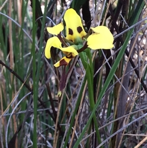 Diuris sulphurea at Point 63 - suppressed