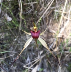 Caladenia montana (Mountain Spider Orchid) at Rendezvous Creek, ACT - 29 Oct 2015 by TobiasHayashi