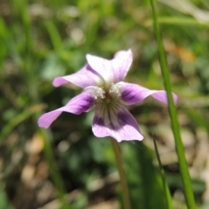 Viola betonicifolia at Bywong, NSW - 24 Oct 2015 03:02 PM
