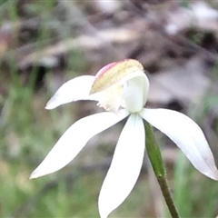 Caladenia moschata at Point 4081 - suppressed