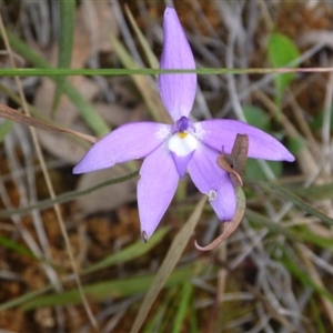 Glossodia major at Point 4081 - suppressed