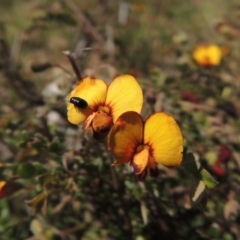 Bossiaea buxifolia at Bywong, NSW - 24 Oct 2015 03:50 PM