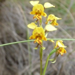 Diuris nigromontana (Black Mountain Leopard Orchid) at Point 4081 - 17 Oct 2015 by catherine.gilbert