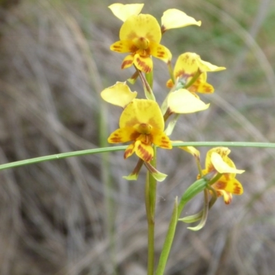 Diuris nigromontana (Black Mountain Leopard Orchid) at Point 4081 - 17 Oct 2015 by catherine.gilbert