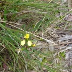 Diuris nigromontana at Point 4081 - suppressed