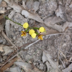 Diuris nigromontana at Point 4081 - suppressed