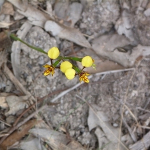 Diuris nigromontana at Point 4081 - suppressed