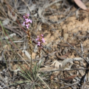 Stylidium graminifolium at O'Connor, ACT - 25 Oct 2015