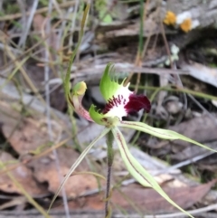 Caladenia atrovespa (Green-comb Spider Orchid) at Aranda, ACT - 18 Oct 2015 by catherine.gilbert