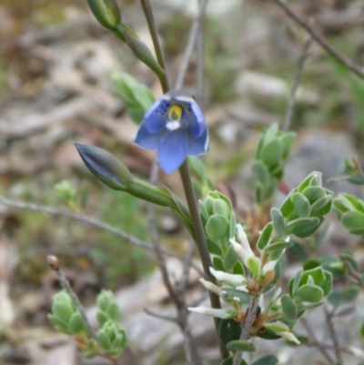 Thelymitra simulata (Graceful Sun-orchid) at Aranda, ACT - 17 Oct 2015 by catherine.gilbert