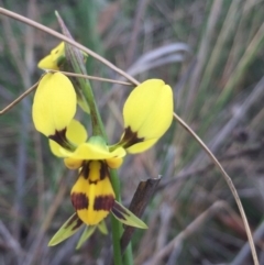 Diuris sulphurea (Tiger Orchid) at Gungahlin, ACT - 27 Oct 2015 by Kate2602