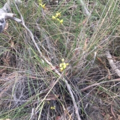 Diuris sulphurea at Gungahlin, ACT - 27 Oct 2015