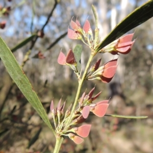 Daviesia mimosoides at Bywong, NSW - 24 Oct 2015