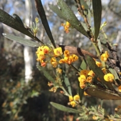 Daviesia mimosoides at Bywong, NSW - 24 Oct 2015