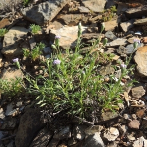 Vittadinia muelleri at Bywong, NSW - 24 Oct 2015