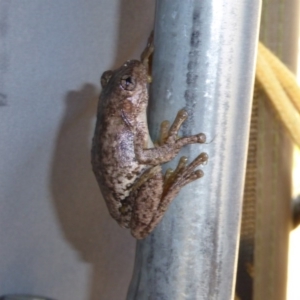 Litoria peronii at Bywong, NSW - 29 Oct 2015