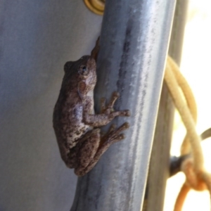 Litoria peronii at Bywong, NSW - 29 Oct 2015