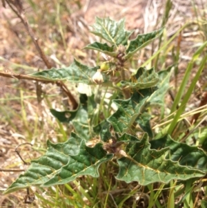 Solanum cinereum at Molonglo River Reserve - 30 Oct 2015