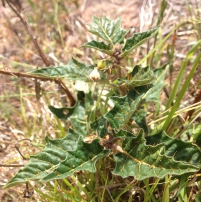Solanum cinereum (Narrawa Burr) at Molonglo Valley, ACT - 30 Oct 2015 by RichardMilner