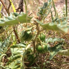 Solanum cinereum at Molonglo River Reserve - 30 Oct 2015 11:32 AM