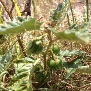 Solanum cinereum at Molonglo River Reserve - 30 Oct 2015