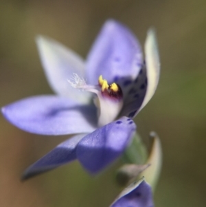 Thelymitra juncifolia at Acton, ACT - suppressed