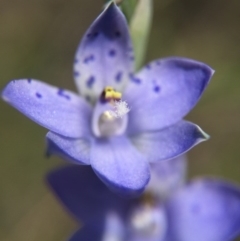 Thelymitra juncifolia at Acton, ACT - suppressed