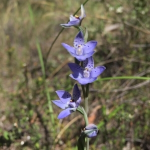 Thelymitra juncifolia at Acton, ACT - suppressed