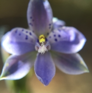 Thelymitra juncifolia at Acton, ACT - suppressed