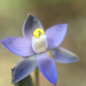 Thelymitra pauciflora at Acton, ACT - suppressed