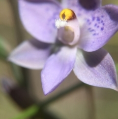 Thelymitra simulata (Graceful Sun-orchid) at Acton, ACT - 30 Oct 2015 by AaronClausen