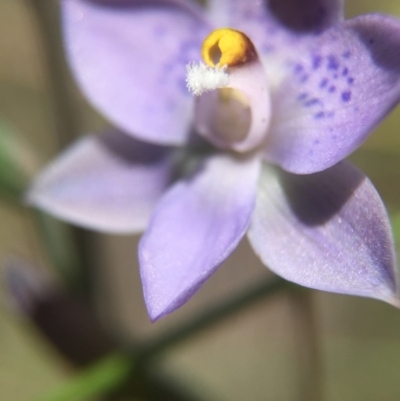 Thelymitra simulata (Graceful Sun-orchid) at Acton, ACT - 30 Oct 2015 by AaronClausen