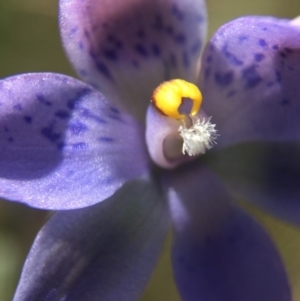 Thelymitra simulata at Acton, ACT - 30 Oct 2015