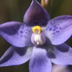 Thelymitra simulata at Acton, ACT - suppressed