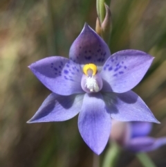 Thelymitra simulata at Acton, ACT - suppressed