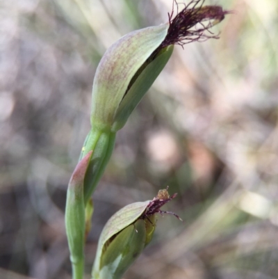 Calochilus sp. (A Beard Orchid) at Acton, ACT - 30 Oct 2015 by AaronClausen