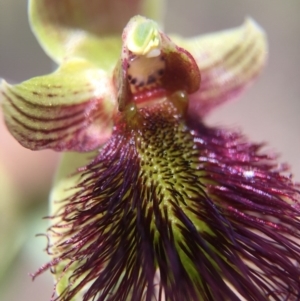 Calochilus paludosus at Acton, ACT - suppressed
