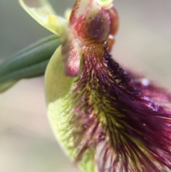 Calochilus paludosus at Acton, ACT - suppressed