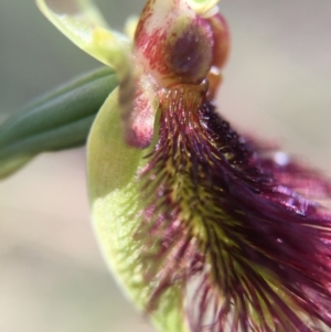 Calochilus paludosus at Acton, ACT - suppressed
