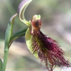 Calochilus paludosus at Acton, ACT - suppressed