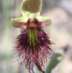 Calochilus paludosus at Acton, ACT - suppressed