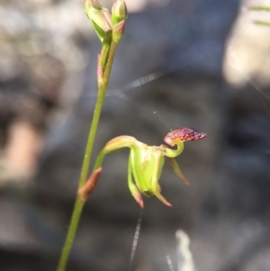 Caleana minor at Canberra Central, ACT - suppressed