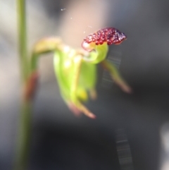 Caleana minor at Canberra Central, ACT - suppressed