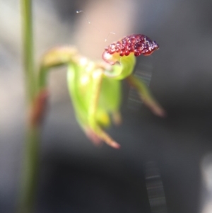 Caleana minor at Canberra Central, ACT - suppressed