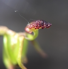 Caleana minor at Canberra Central, ACT - 30 Oct 2015