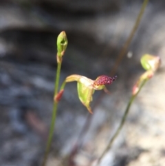 Caleana minor at Canberra Central, ACT - suppressed