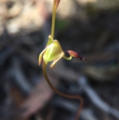 Caleana minor at Canberra Central, ACT - suppressed